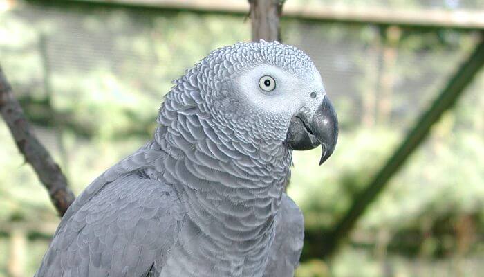 Papagei in Frydenlund Vogelpark auf Fünen