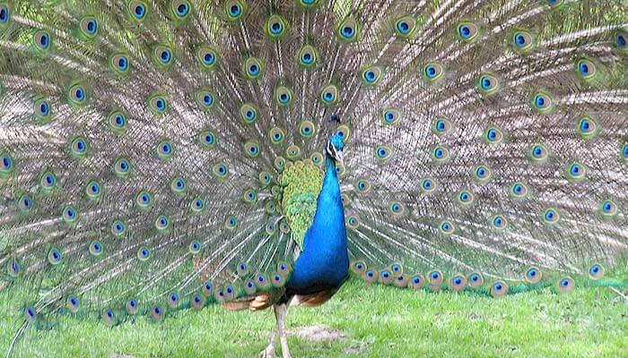 Pfau in Frydenlund Zoo Vogelpark