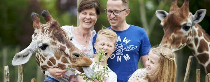 Zoo in Odense auf Fünen - Giraffen